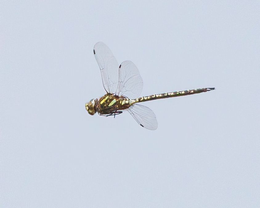 Aeshna subarctica Bog Hawker Gungflymosaikslända